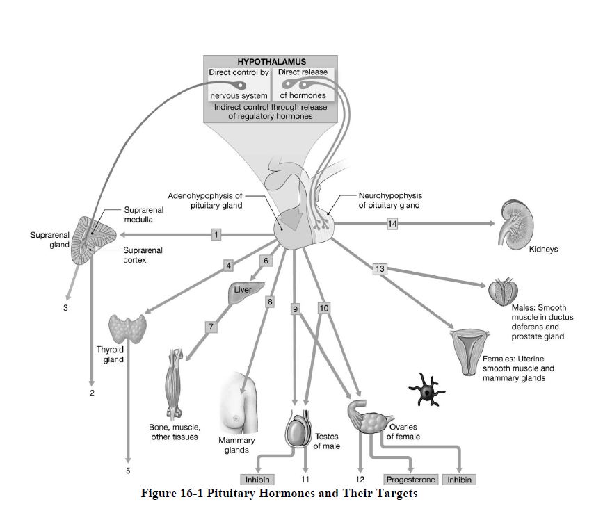 Endocrine System Quiz Take or Create Endocrine System Quizzes